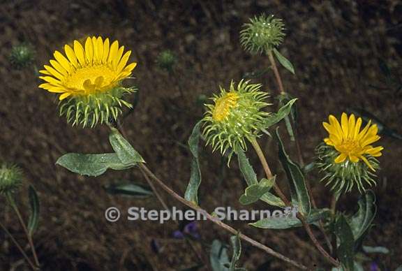 grindelia camporum 2 graphic